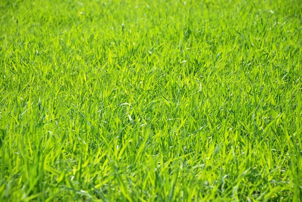 La luz del sol brilla una hierba a través de — Foto de Stock