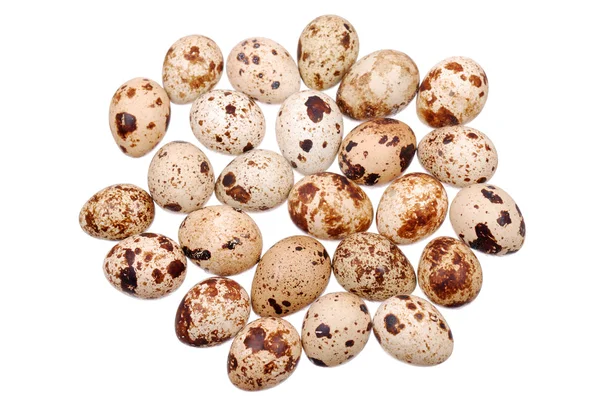 Photo of the quail egg — Stock Photo, Image
