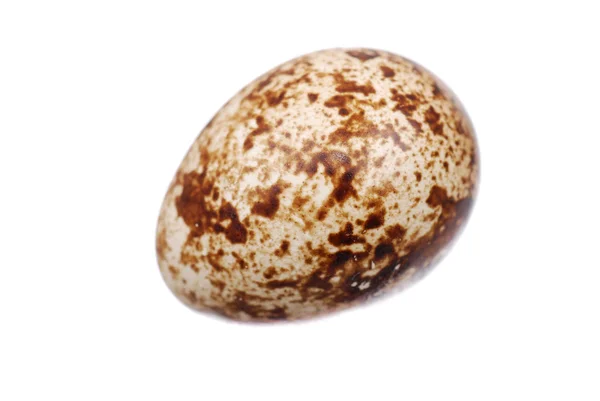 Foto do ovo de codorna — Fotografia de Stock