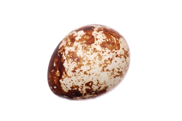 Foto del huevo de codorniz — Foto de Stock