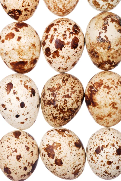 Photo of the quail egg — Stock Photo, Image