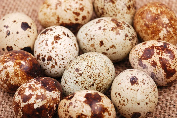 Fotografie křepelčí vejce — Stock fotografie