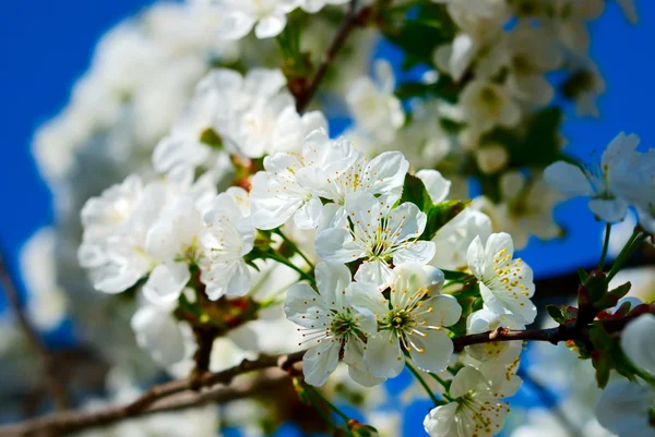 Cherry blossoms against blue sky — Stock Photo, Image