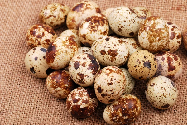 Photo of the quail egg — Stock Photo, Image