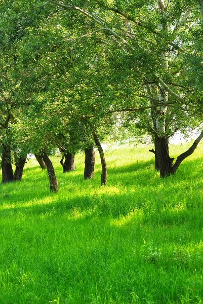 Summer landscape with bright light — Stock Photo, Image