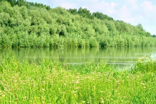 Sommerlandschaft mit Wald und Fluss — Stockfoto