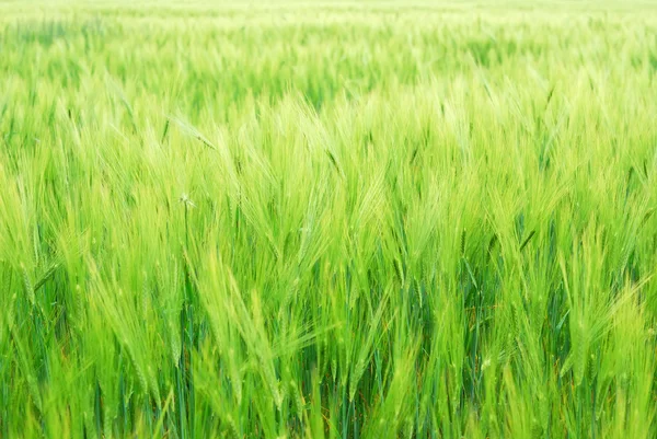 Fiatal növényzet a kukorica a területen — Stock Fotó