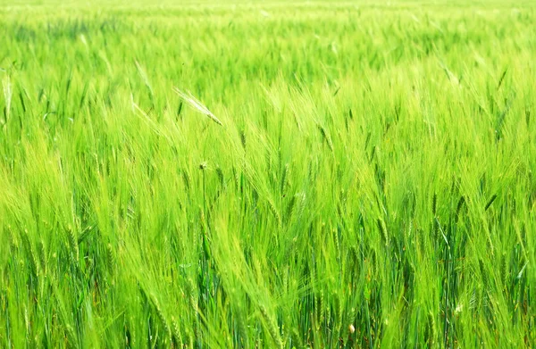 Vegetación joven en un campo de maíz — Foto de Stock