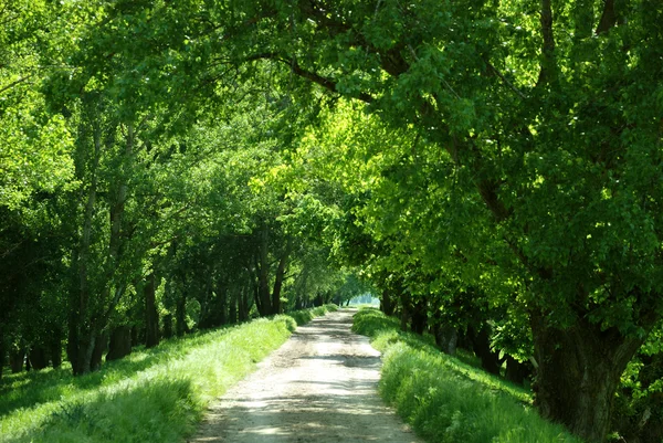 Weg naar hout met de zon scheen — Stockfoto