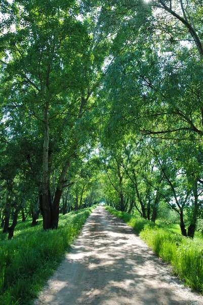 Sommar landskap med trä road — Stockfoto