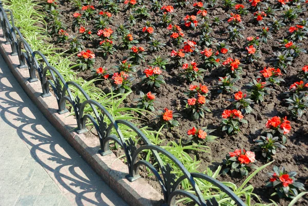Rode bloem bed in park — Stockfoto