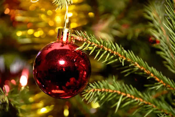 Bola de Navidad roja colgando de la ramita de pino — Foto de Stock