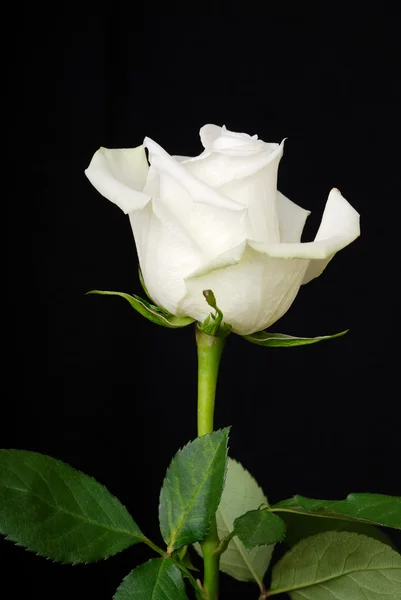 The white rose on black Royalty Free Stock Photos