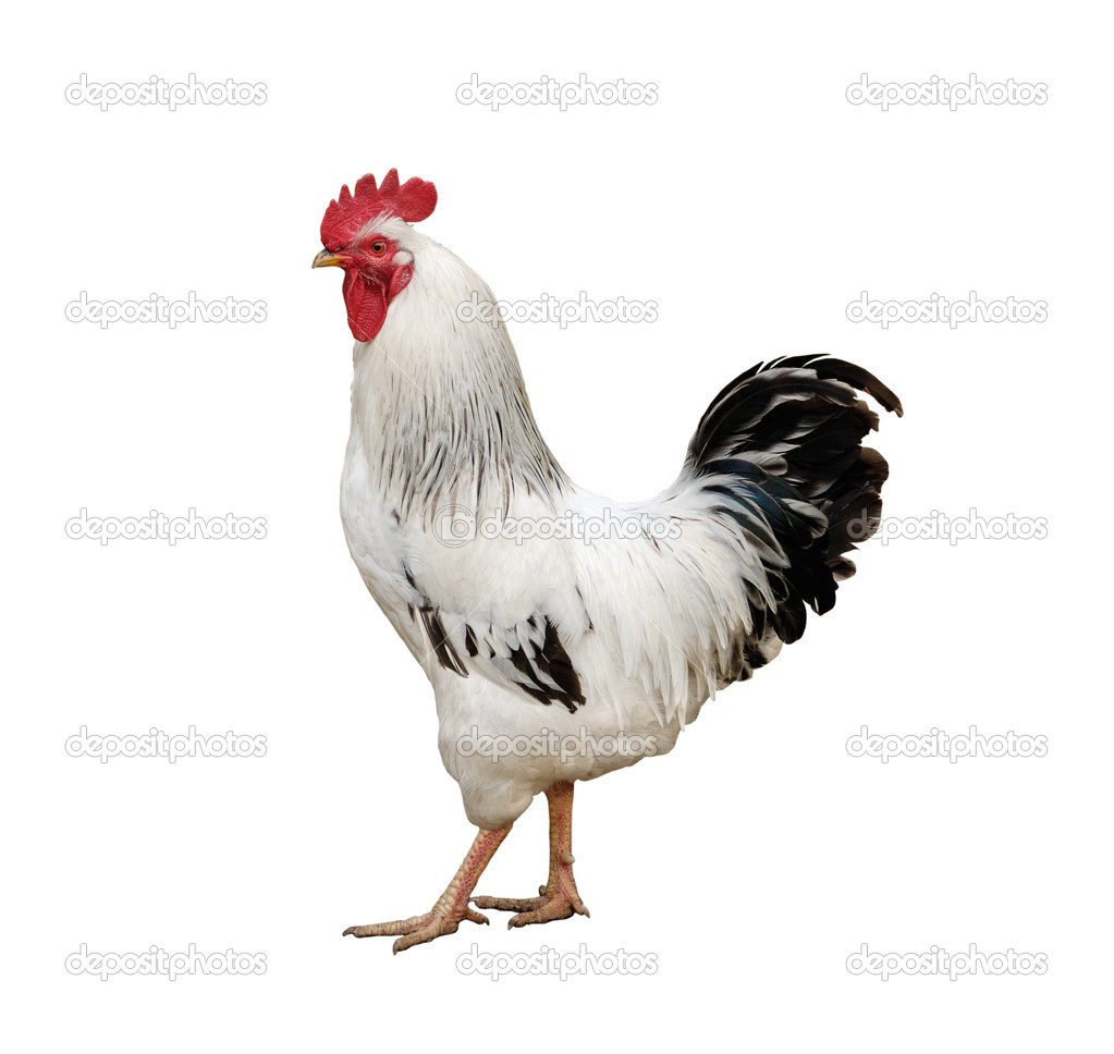 One white rooster — Stock Photo © soleg #12115836
