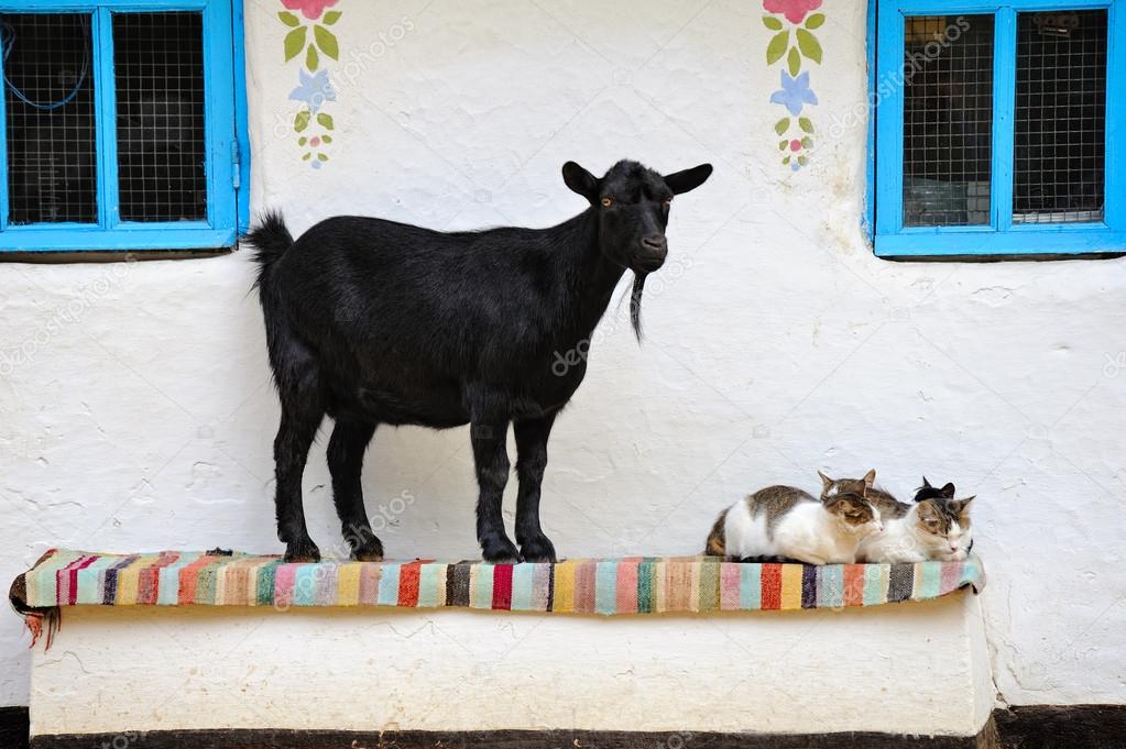 Rural scene. Goat and a cat on the bench.