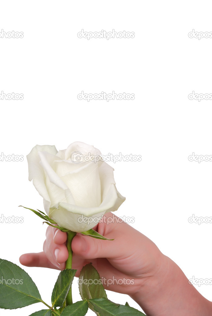 Resultado de imagem para mão com uma rosa brança