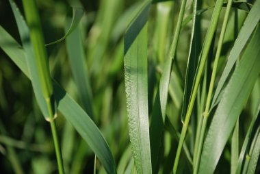 closeup yeşil çimen yaprakları