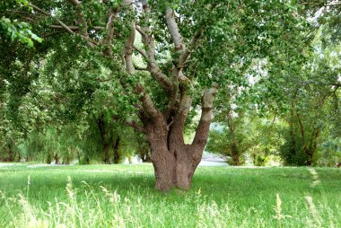 Yeşil ağaçlı yaz manzarası