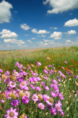 kır çiçekleri, yatay yaz