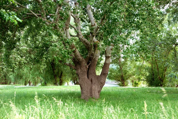 Yeşil ağaçlı yaz manzarası