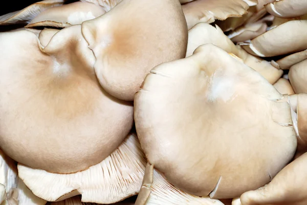 Antecedentes dos grandes cogumelos — Fotografia de Stock