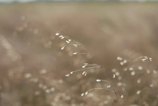 Ein trockenes Gras auf dem Feld — Stockfoto