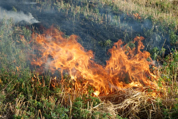Feuer im trockenen Grasfeld — Stockfoto