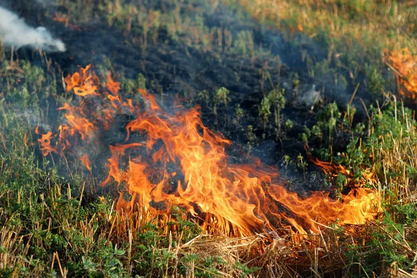 Feuer im trockenen Grasfeld — Stockfoto