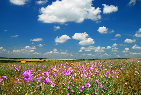 ピンクの野花を夏の風景 — ストック写真