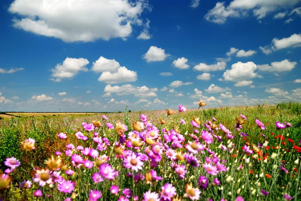 Paisagem de verão com o céu bonito — Fotografia de Stock