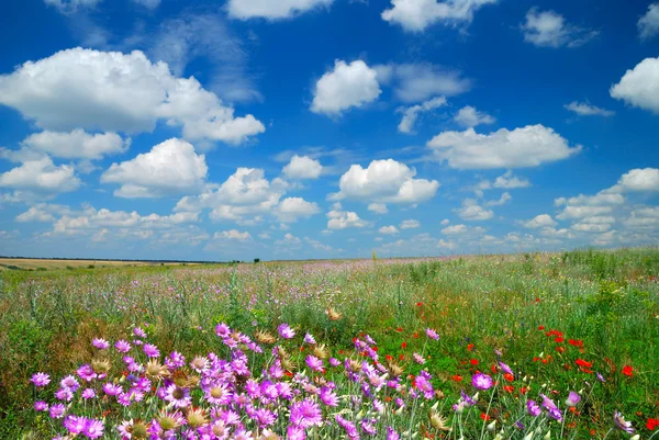 Sommerlandschaft mit schönem Himmel — Stockfoto