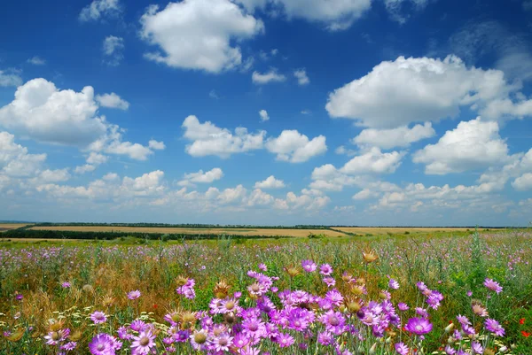 Paysage estival avec des fleurs sauvages — Photo