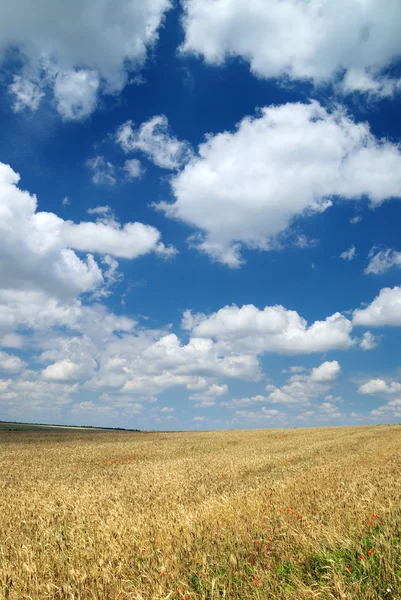 Pšenice pole a obloha — Stock fotografie