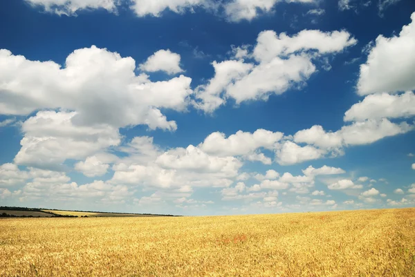 Wheaten field and the sky — Stock Photo, Image