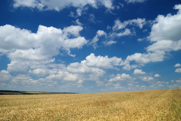 Campo de Wheaten y el cielo —  Fotos de Stock