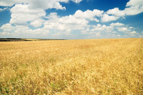 Wheaten field and the sky — Stock Photo, Image