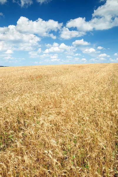 Wheaten field and the sky — Stock Photo, Image