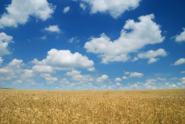 Уитенское поле и небо — стоковое фото