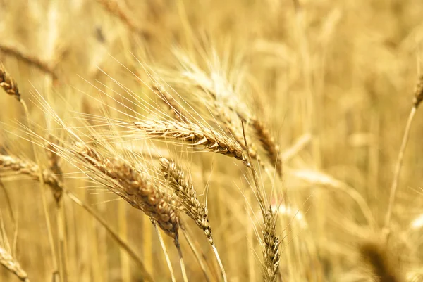 Wheaten field background — Stock Photo, Image