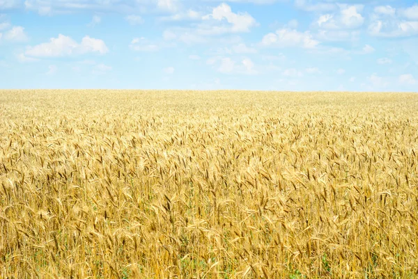 Пшеничне поле і небо — стокове фото