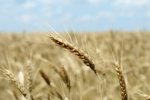 ライ麦畑と空 — ストック写真