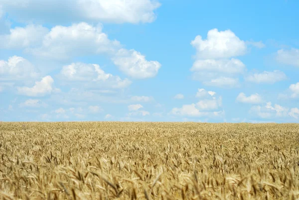 Campo de Wheaten y el cielo — Foto de Stock