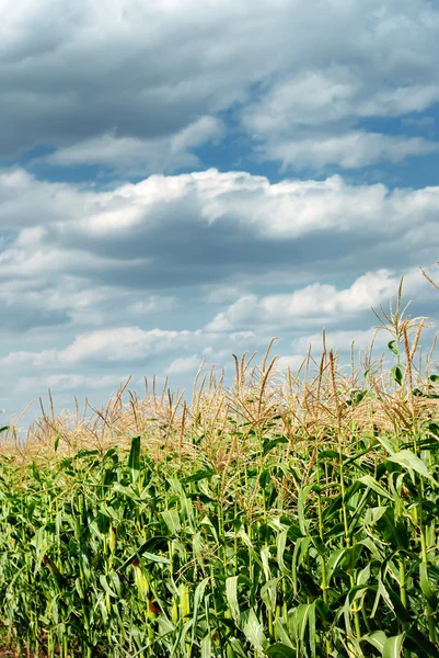 Vegetación joven en un campo de maíz —  Fotos de Stock