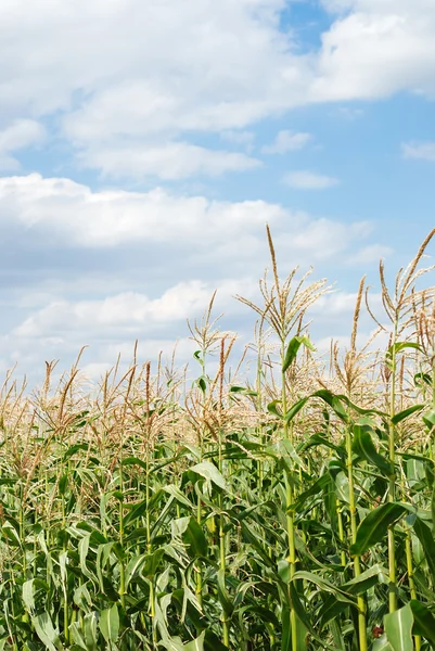 Vegetación joven en un campo de maíz — Foto de Stock