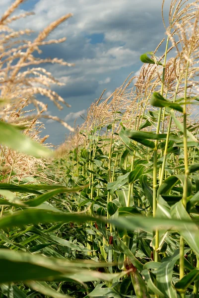Vegetação jovem em um campo de milho — Fotografia de Stock