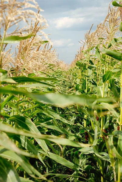 Mladým vegetaci na kukuřičném poli — Stock fotografie