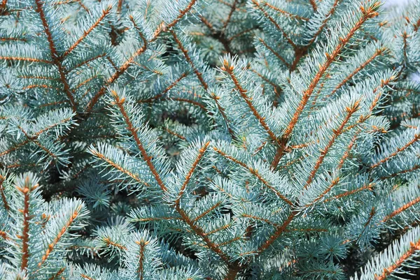 Branches of a natural fur-tree — Stock Photo, Image