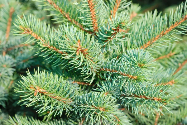 Branches of a natural fur-tree — Stock Photo, Image