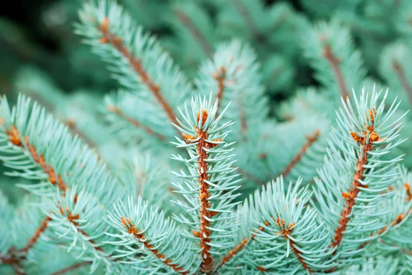 Branches of a natural fur-tree — Stock Photo, Image