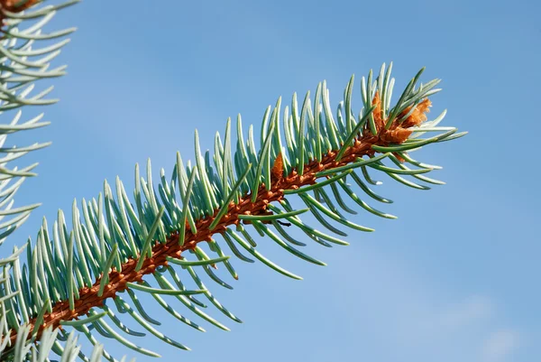 Branches of a natural fur-tree — Stock Photo, Image